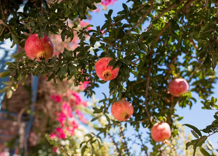 Dora's & Lägenhetshotell