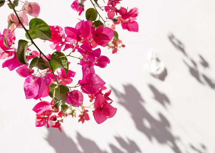 Dora's & Mégas Yialós-Nítes