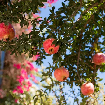 Dora's & شقة فندقية