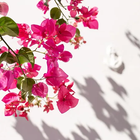 Dora's & Mégas Yialós-Nítes